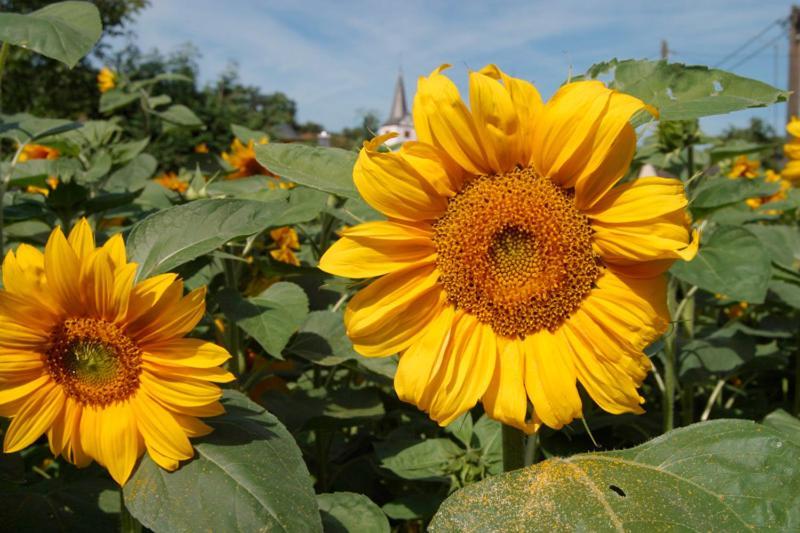 Pension Auf Der Olk Mit Roepertsmuehle Veldenz Zewnętrze zdjęcie