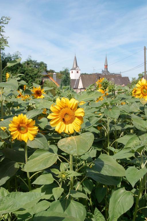 Pension Auf Der Olk Mit Roepertsmuehle Veldenz Zewnętrze zdjęcie